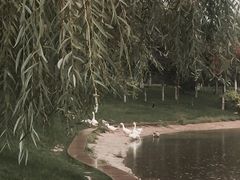 -雁滩公园