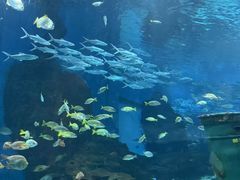 -海合安武汉极地海洋公园