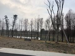 -三垟湿地