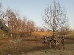 -北京野生动物园