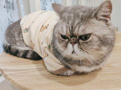 -楼上猫咖(罗湖店)