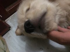 -天时宠物医院24小时疑难病例会诊中心(顾乡大街总院)