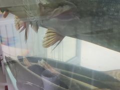 -煲来饱去冷水鱼
