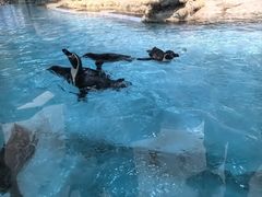 -帝企鹅自助餐厅•儿童岛•真企鹅(长隆企鹅酒店)