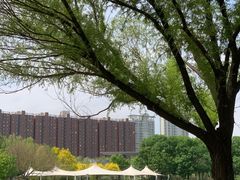 -泰丰公园