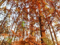 -黄海国家森林公园