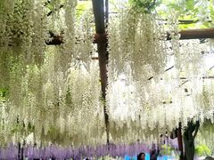 -嘉定紫藤园