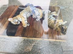 -上海野生动物园