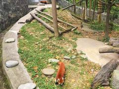 -都江堰中华大熊猫苑