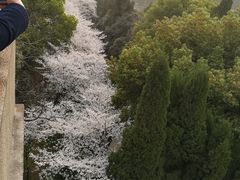 -武汉大学-樱园