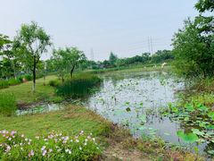 -上海长兴岛郊野公园