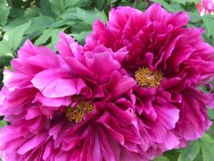 -国家植物园南园