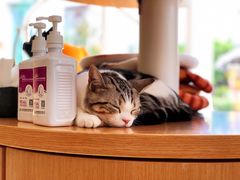 -飞行喵MR PILOT|猫舍·猫咖(静安大融城店)