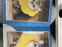 -纳吉亚猫专科动物医院博雅分院