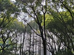 -上海醉白池公园