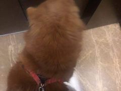 -熊小胖宠物生活馆(天华园店)