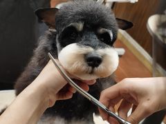 -鑫艺宠物美容培训学校