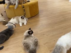 -1013 PET SHOP精品宠物商店(丁香店)