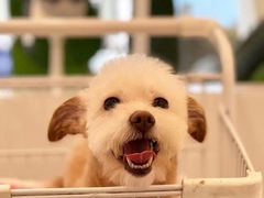-BABYDOG宝贝狗宠物乐园(欧洲城店)