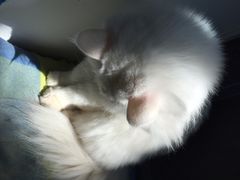 Anne猫窝咖啡屋-Anne猫窝咖啡屋
