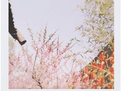 -秀丽东方