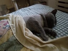 -天津前进宠物医院(前进道店)