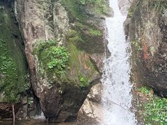 -天目山大树王景区