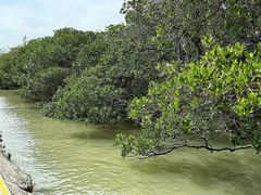 -宝安西湾红树林湿地公园