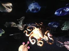 -同济大学四平路校区深海探索馆