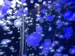 -太平洋海底世界