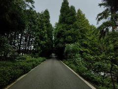 -武陵山森林公园