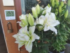 -煲来饱去冷水鱼