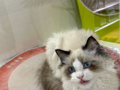 -青奢宠物·青奢猫舍