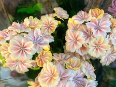 -双季花艺园艺市场(浦东店)