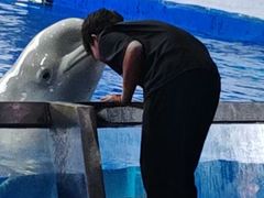 -秦皇岛乐岛海洋王国