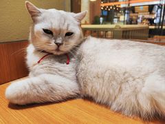 -藏猫猫咖啡主题馆(中央大道店)