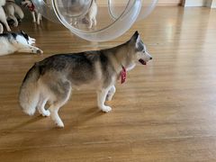 -Husky Go! 哈士奇体验馆·宠物咖啡厅狗咖