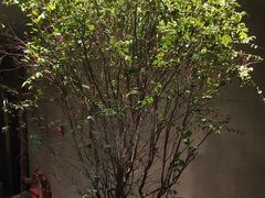 -森SPA·泰式按摩·精油Massage(宝安中心店)