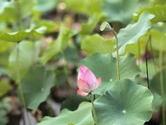 -木塔寺遗址生态公园