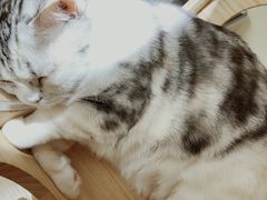 -猫和宫(六道口店)
