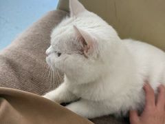 -汪喵宠物医院·骨科心脏影像·犬猫急重症ICU诊疗中心(成华分院)