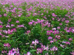 -福建鲤鱼洲酒店