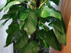 -解家河南菜(商鼎路店)