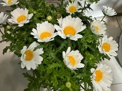 -龙大花卉苗木市场