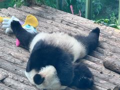 -大连森林动物园