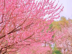 -花开海上生态园