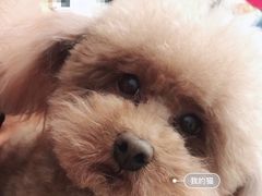 -美联众合动物医院·24h转诊中心