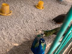 -上海多利农业发展有限公司