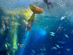 -上海海昌海洋公园