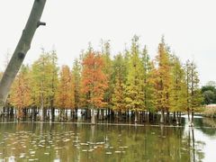 -白鹭湾湿地公园